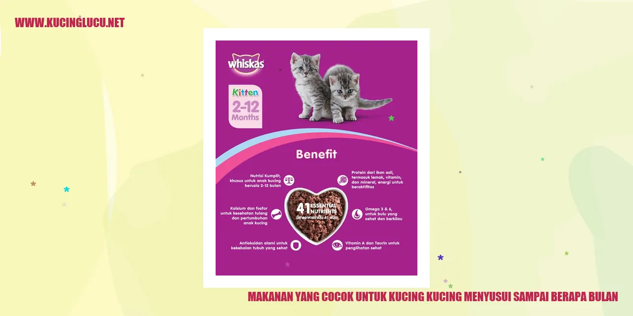 Makanan yang Cocok untuk Kucing menyusui sampai Berapa Bulan