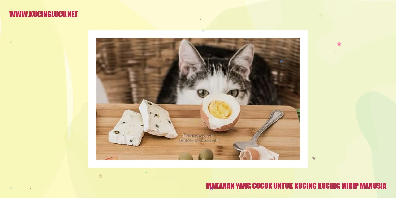 makanan kucing