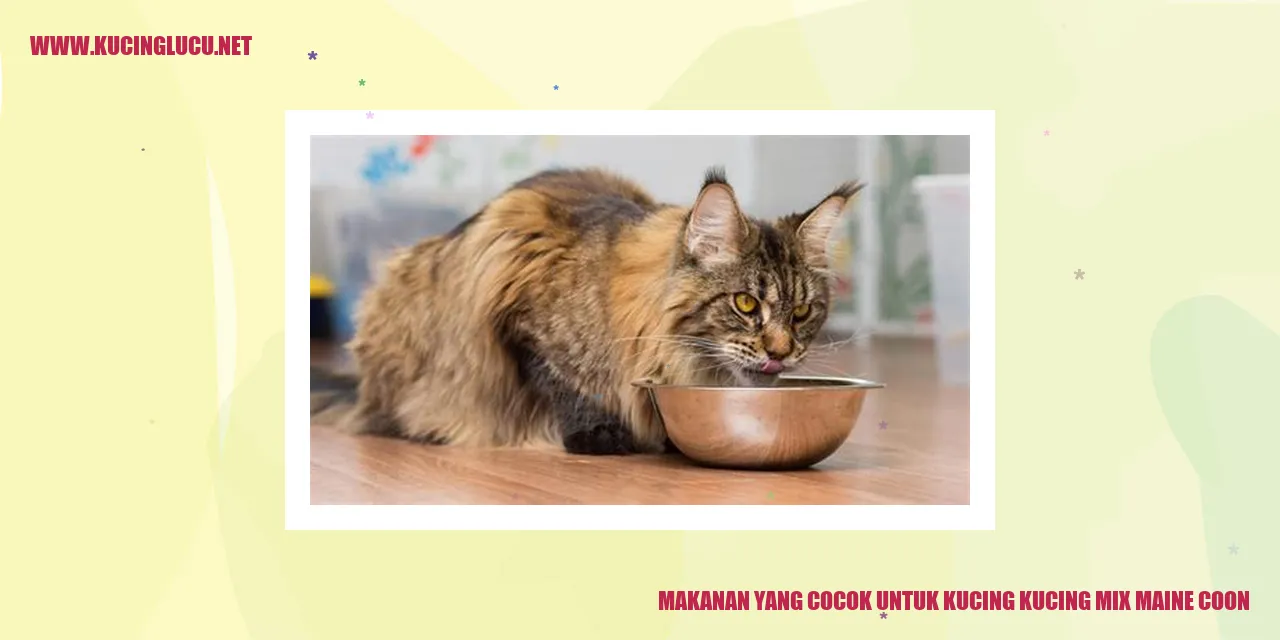 Makanan yang Cocok untuk Kucing kucing mix maine coon