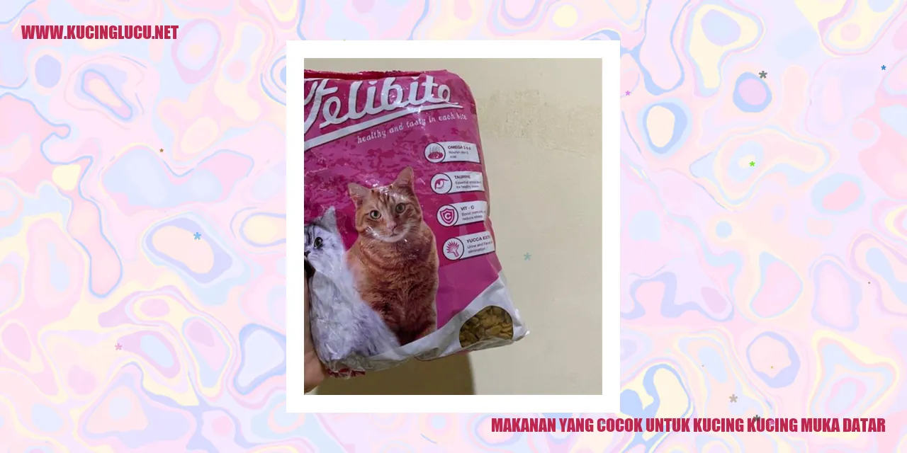 Makanan yang Cocok untuk Kucing Kucing Muka Datar