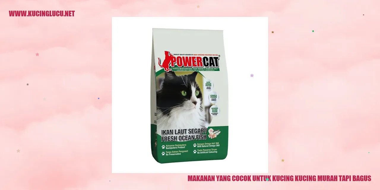 Gambar kucing sedang makan