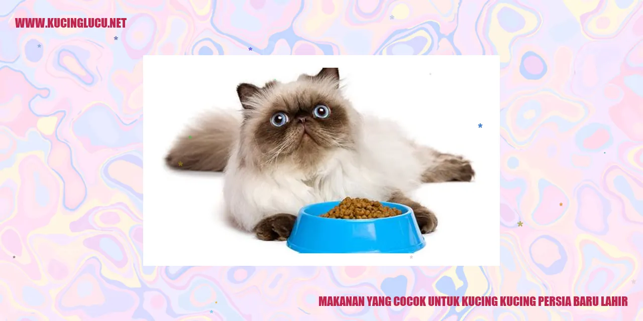 Makanan yang Cocok untuk Kucing Persia Baru Lahir