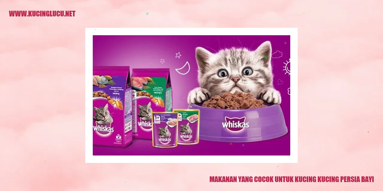 Makanan yang Cocok untuk Kucing Persia Bayi