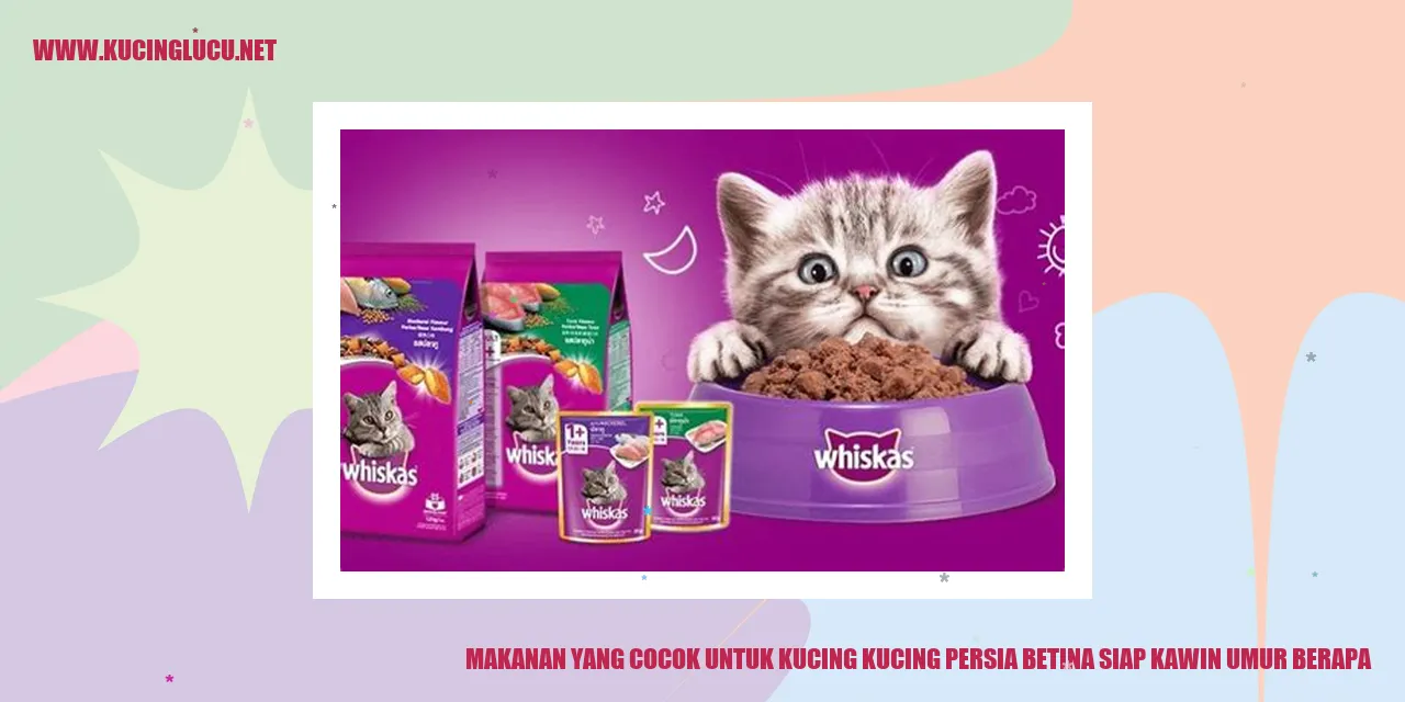 Kucing Persia Betina