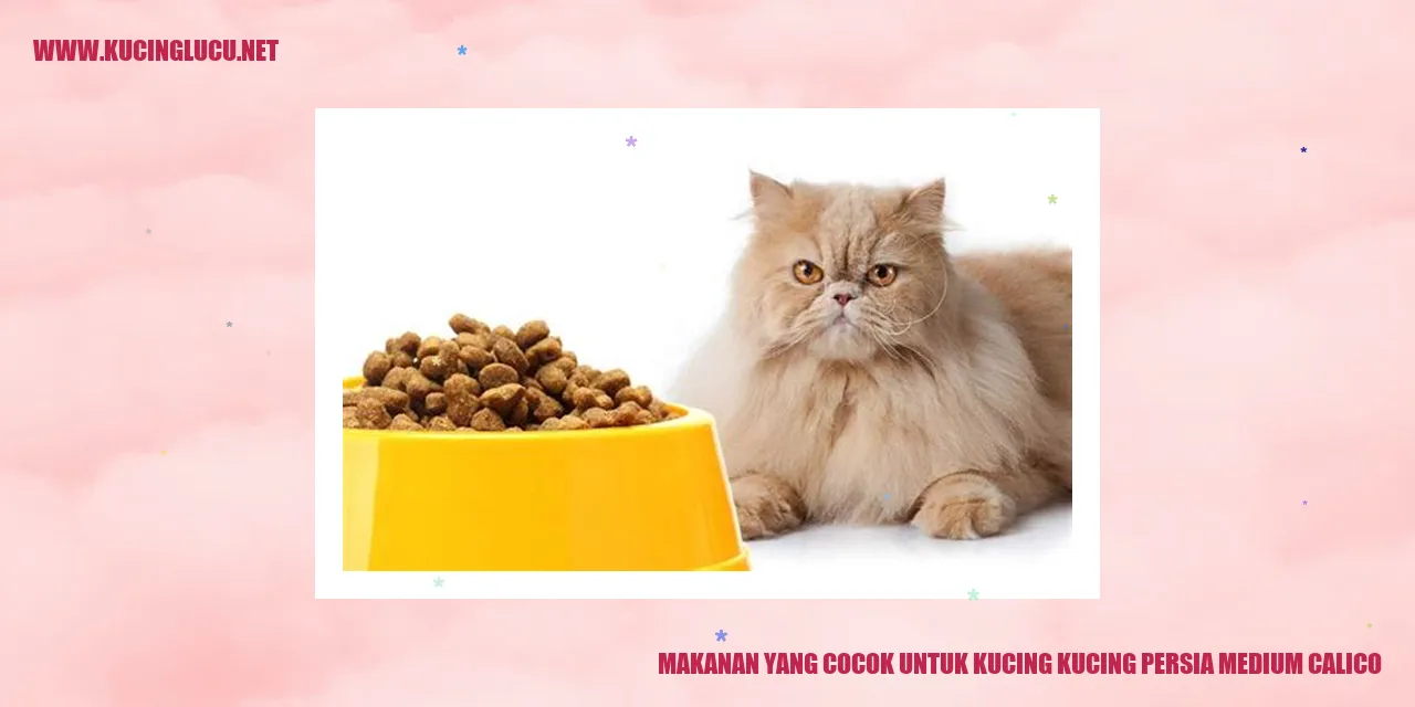 kucing persia medium calico