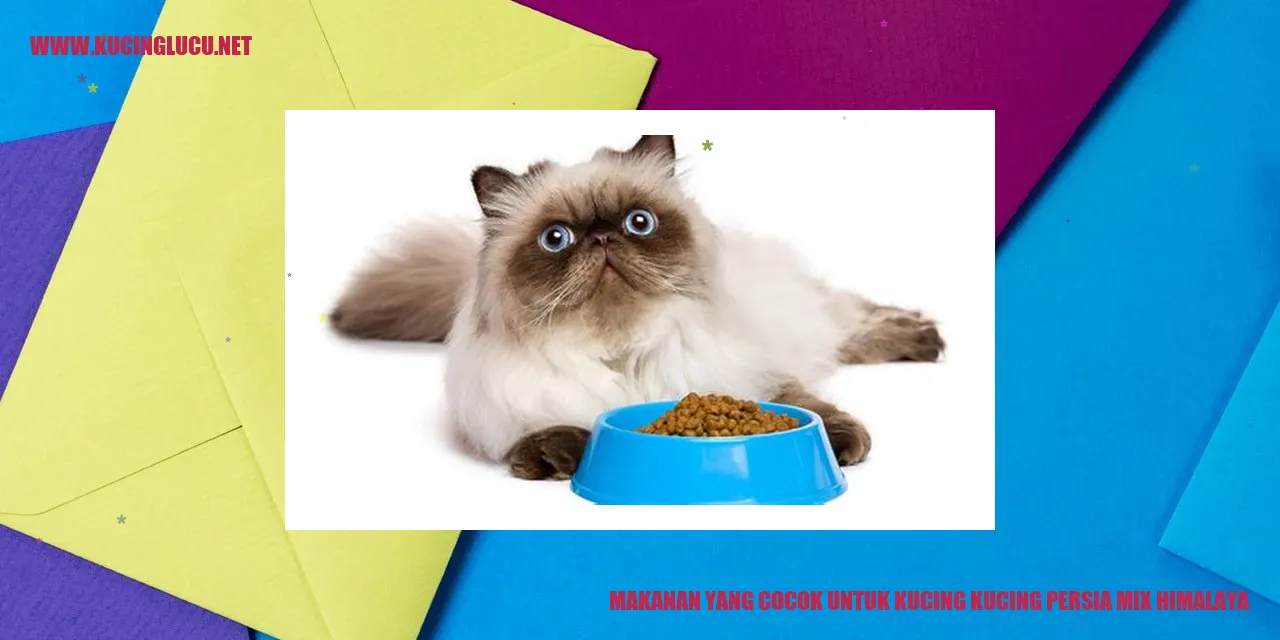 kucing persia mix himalaya