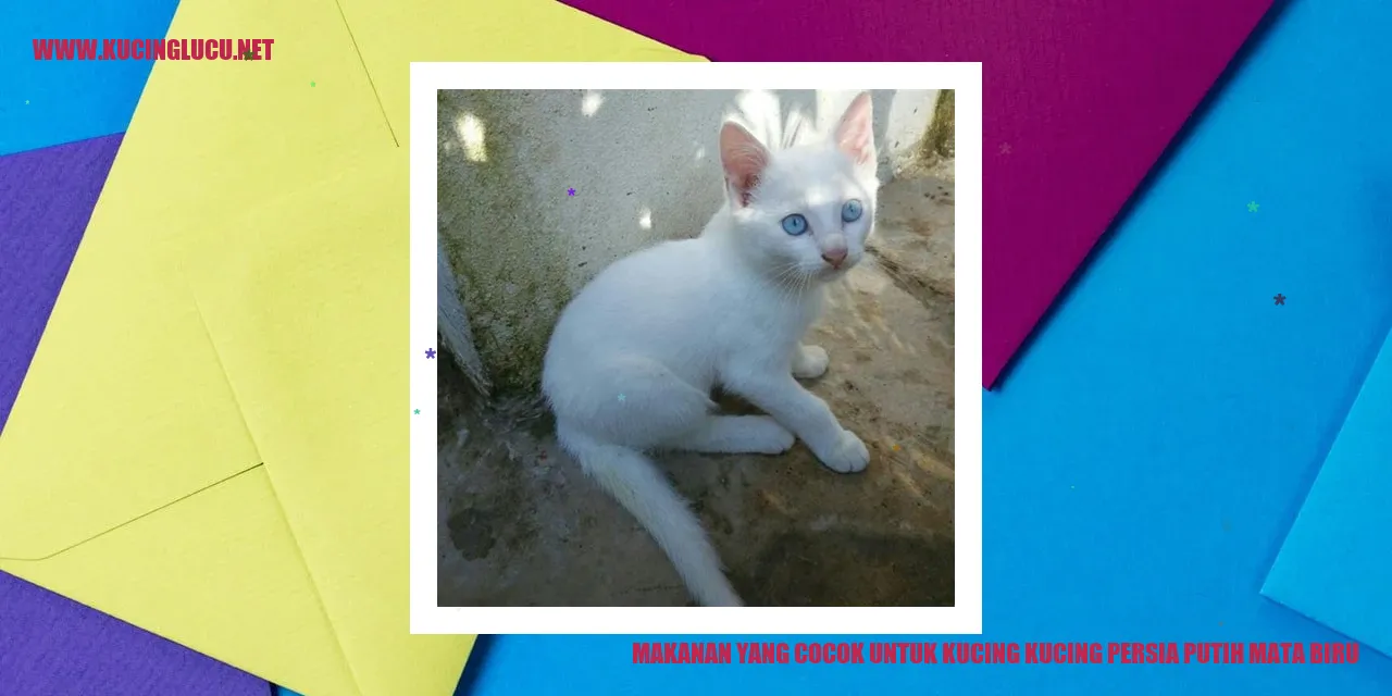 Kucing Persia Putih Mata Biru