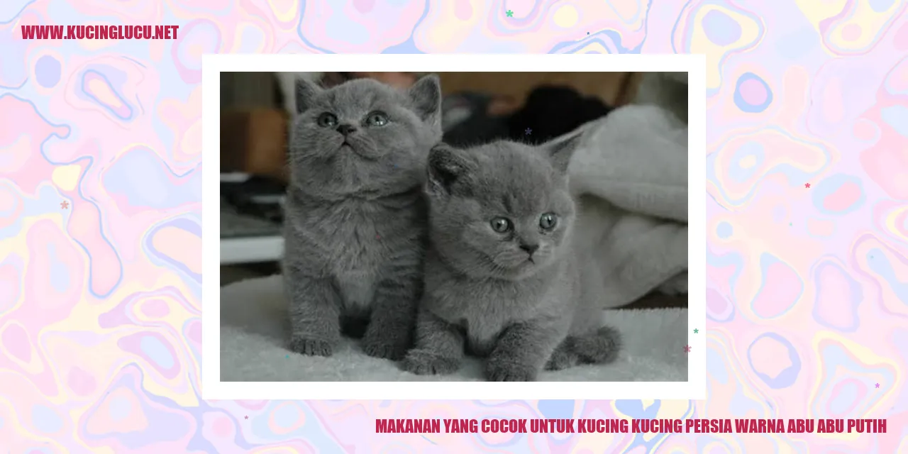 Kucing Persia Warna Abu-abu Putih