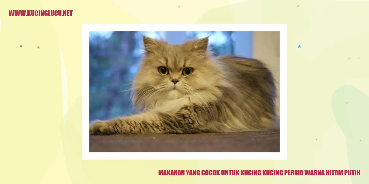 Kucing Persia Berwarna Hitam Putih