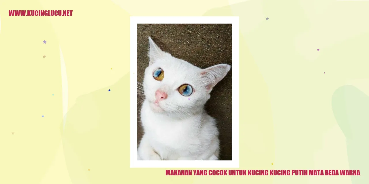 gambar kucing putih mata beda warna