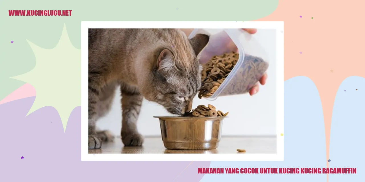 Makanan yang Cocok untuk Kucing kucing ragamuffin