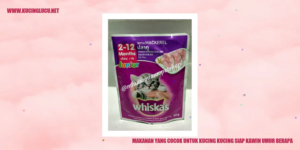Makanan yang Cocok untuk Kucing