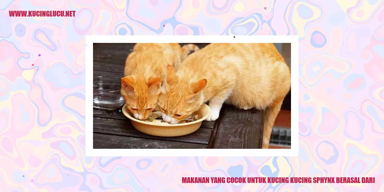 Makanan yang Cocok untuk Kucing Sphynx
