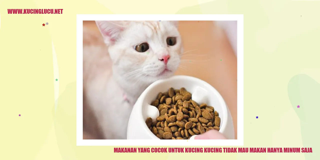 Makanan yang Cocok untuk Kucing