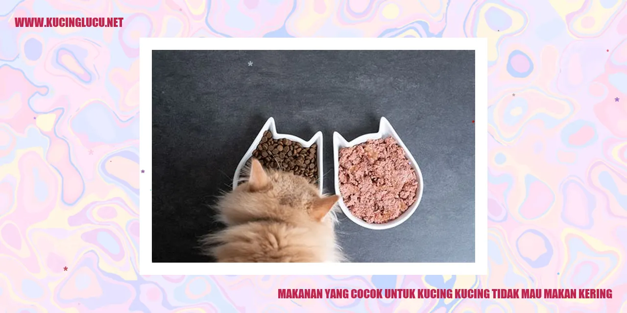 gambar Makanan untuk Kucing