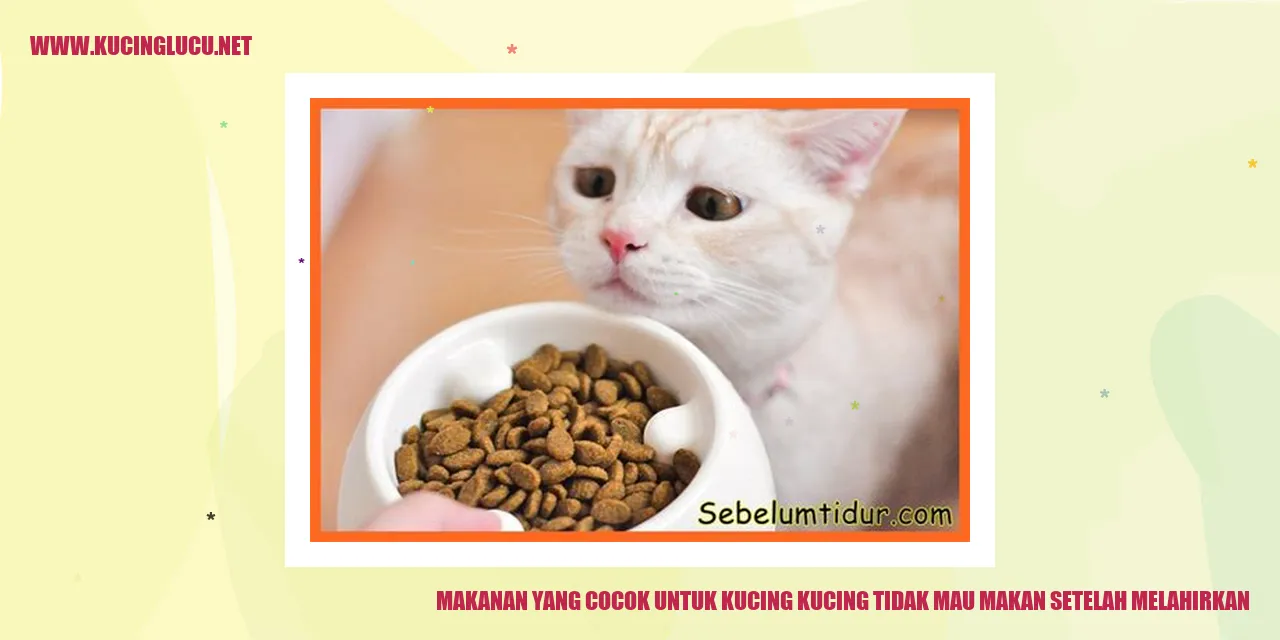 kucing sedang makan