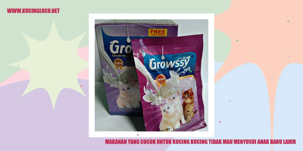 Kucing menyusui anak baru lahir