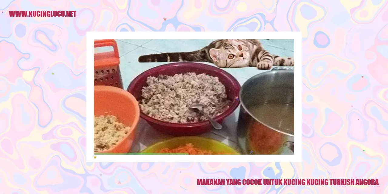 Makanan yang Tepat untuk Kucing Turkish Angora