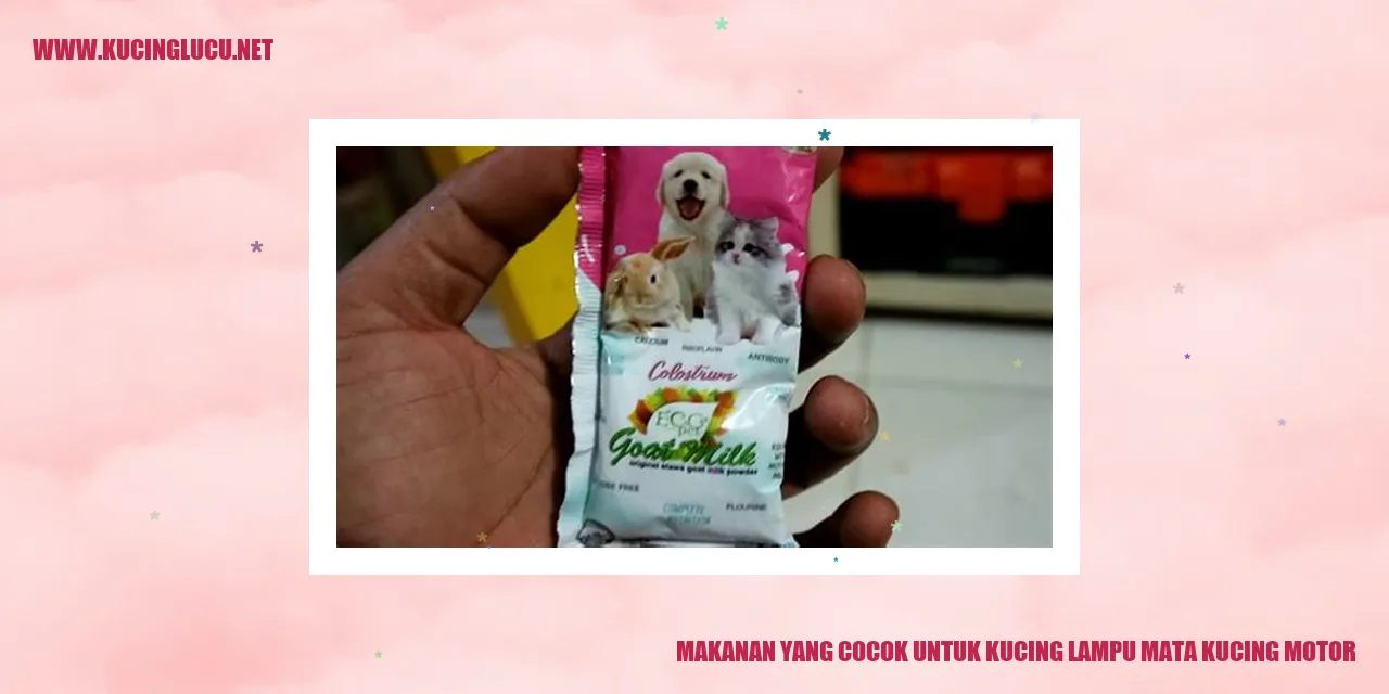 Gambar kucing motor