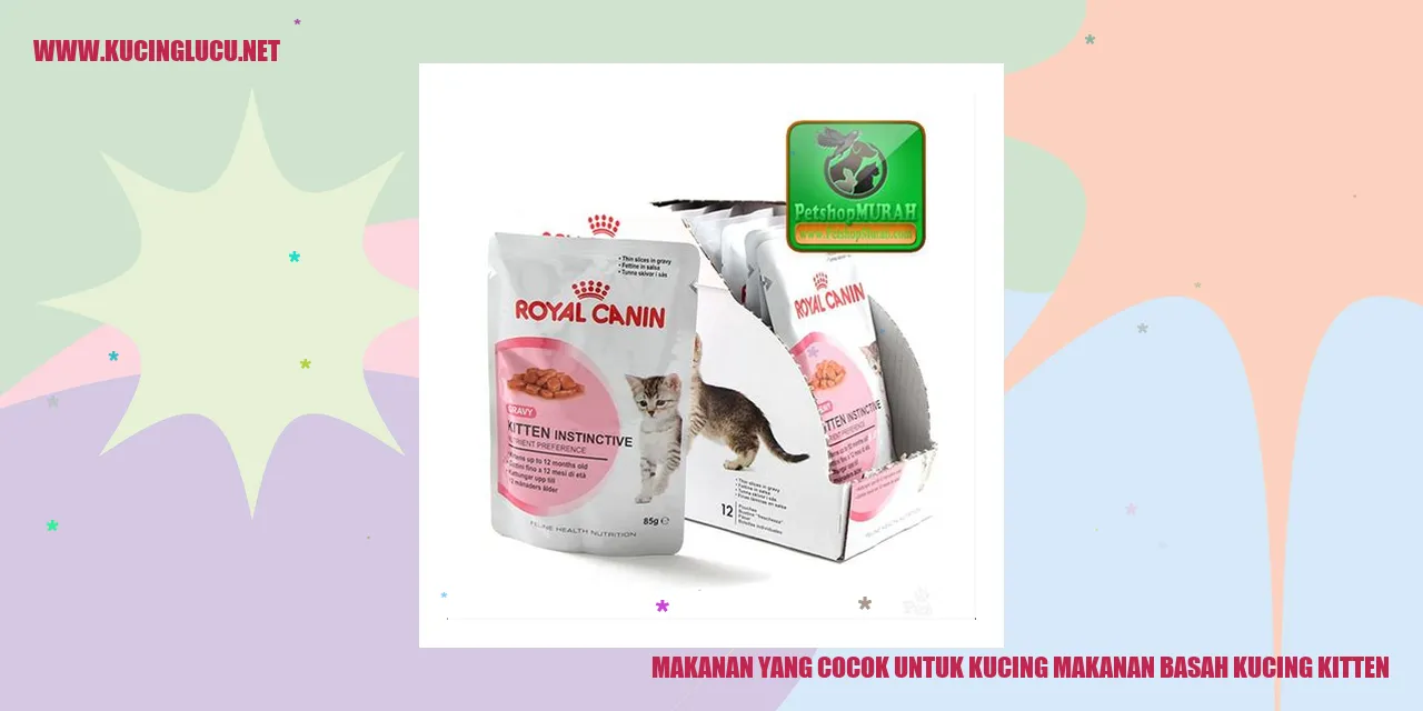 kucing makanan basah kitten
