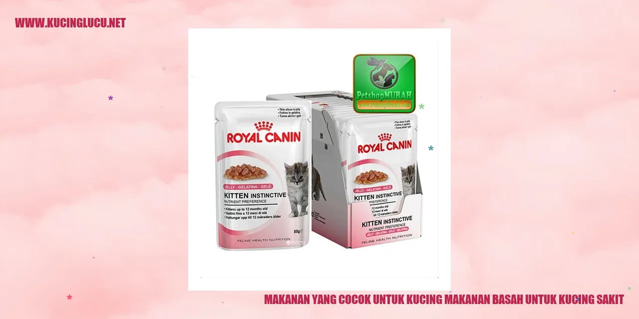 Makanan untuk Kucing Basah
