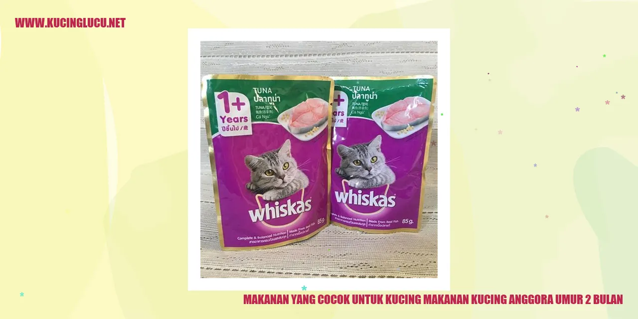 Gambar Kucing Anggora