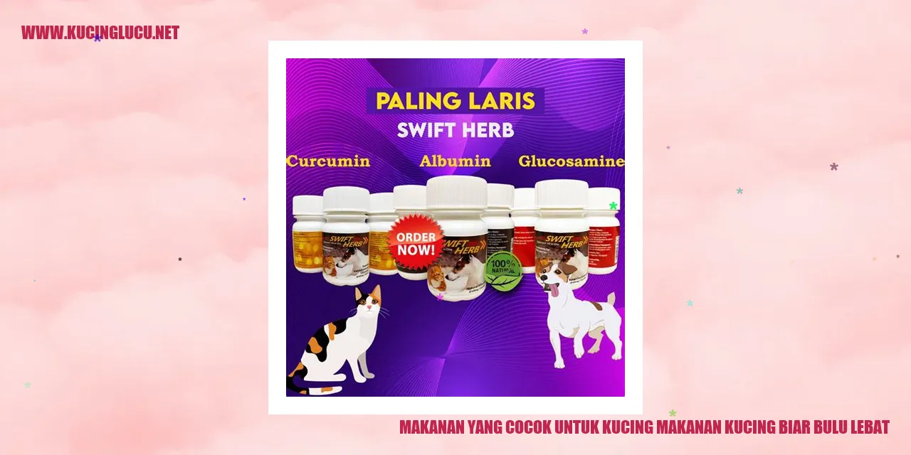 gambar kucing dengan bulu lebat
