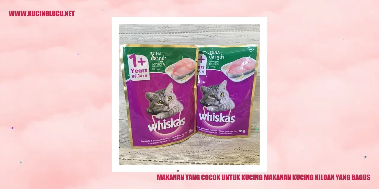 Foto Kucing