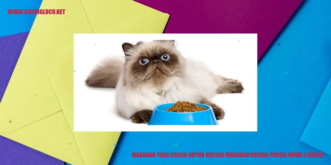 Kucing Persia Usia 3 Bulan