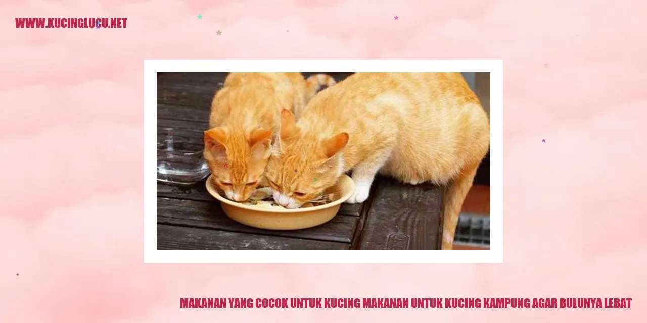 Gambar Kucing dengan Bulu Lebat