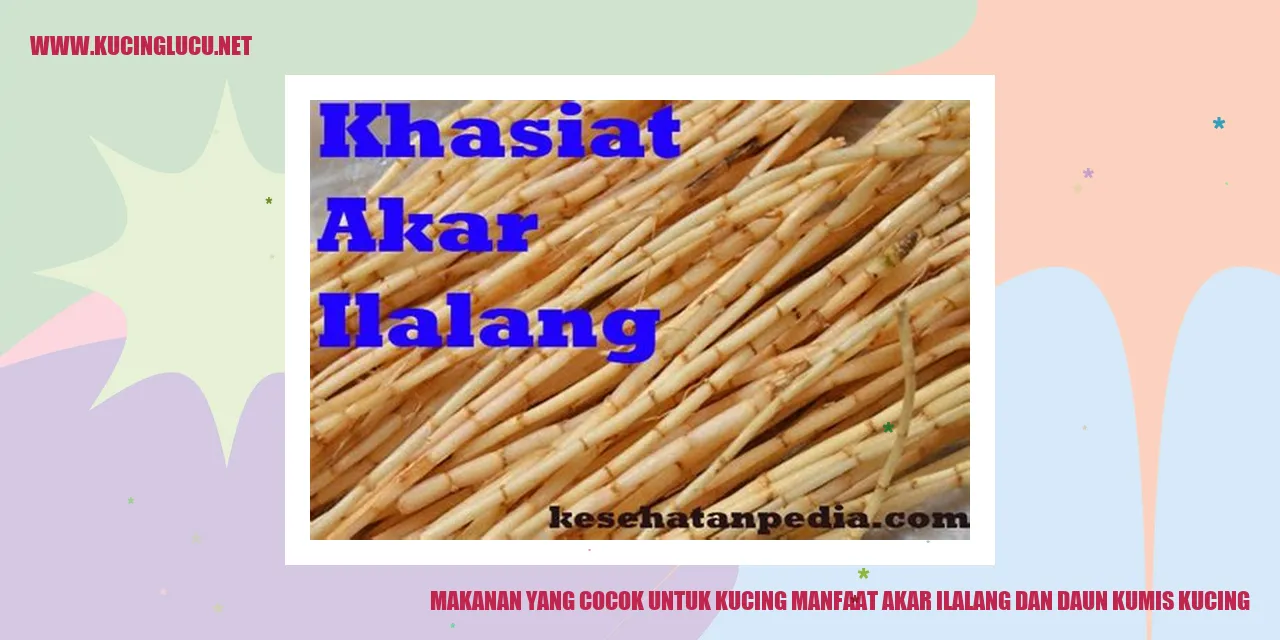 gambar akar ilalang dan daun kumis kucing