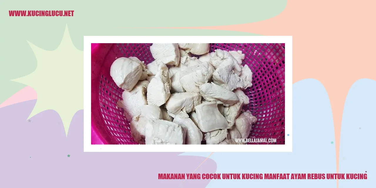 Ayam Rebus untuk Kucing