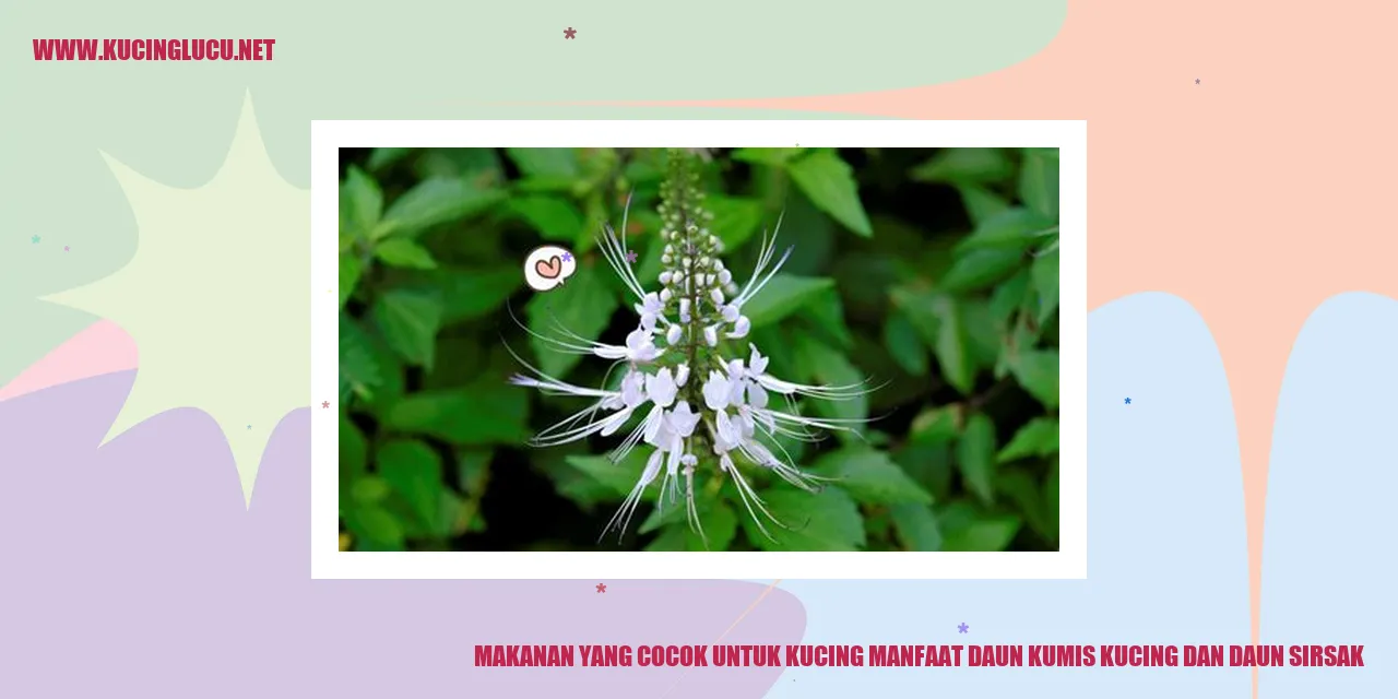Makanan Kucing