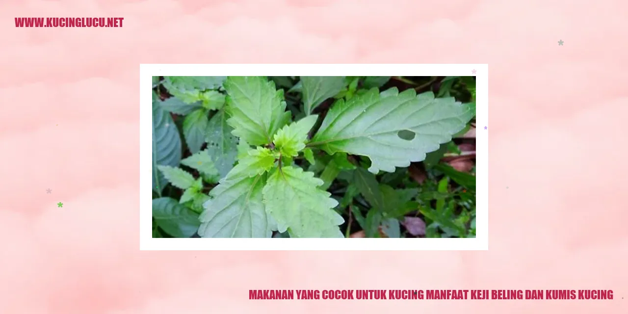 Makanan untuk Kucing