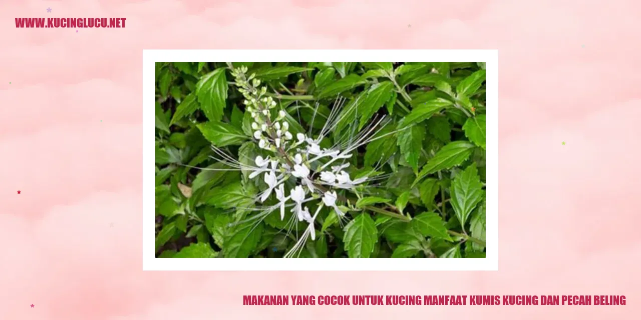 Gambar kucing sedang menyantap makanan