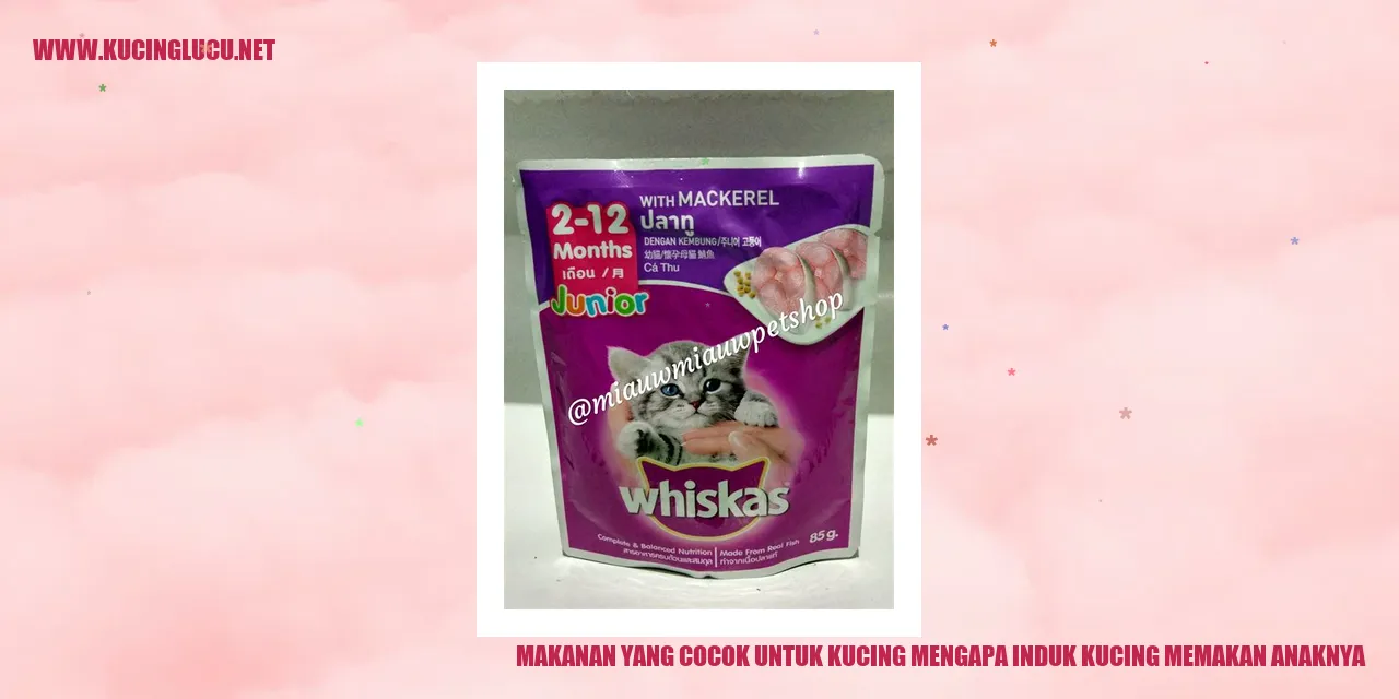 Kucing Makan Anaknya