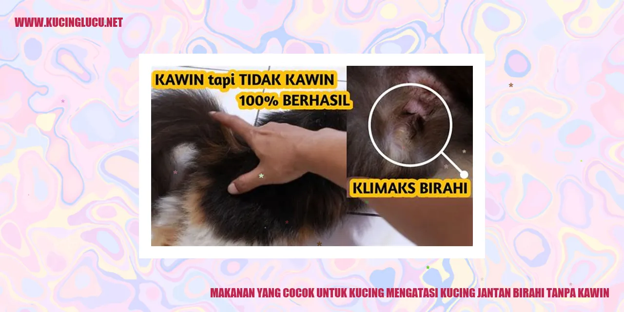 Kucing jantan birahi