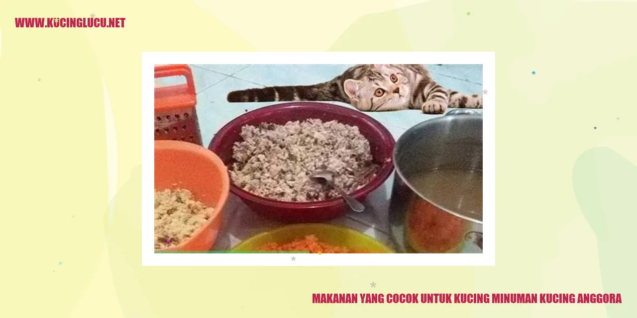 Kucing Anggora