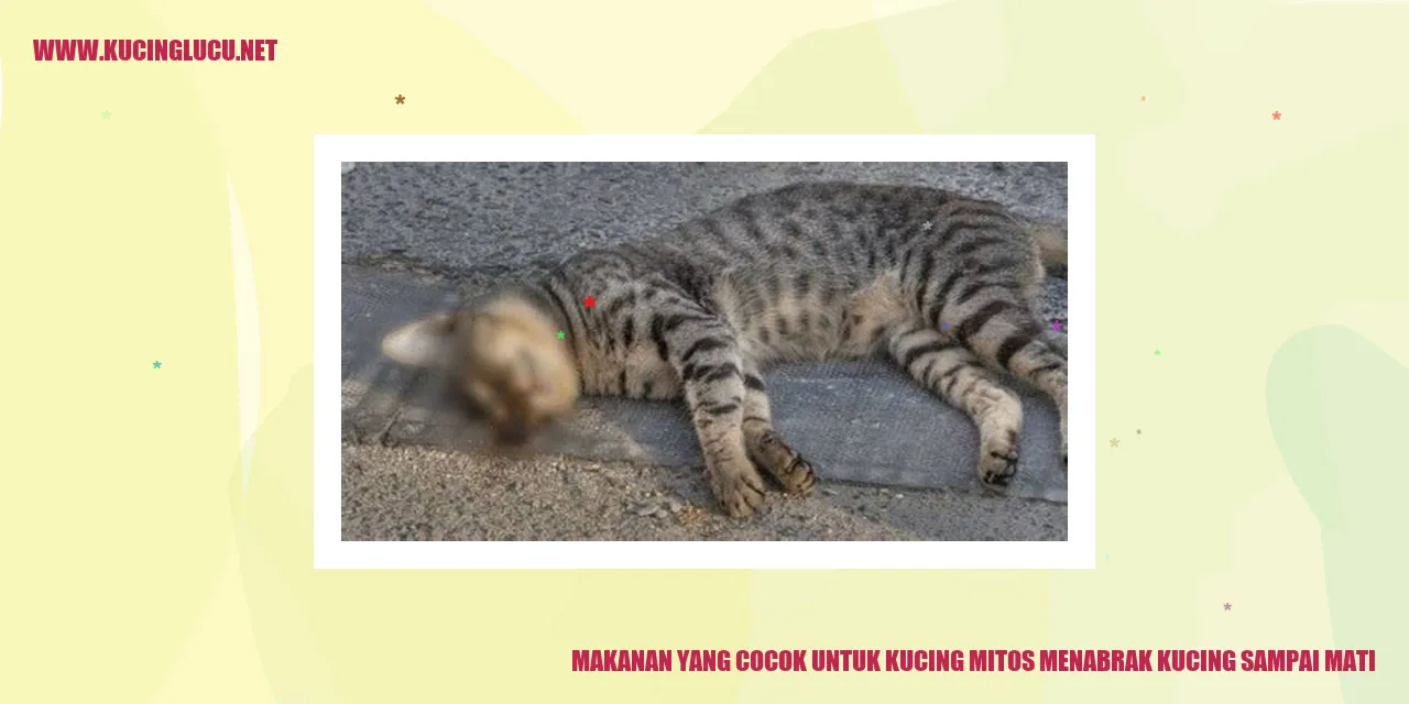 Makanan yang Cocok untuk Kucing
