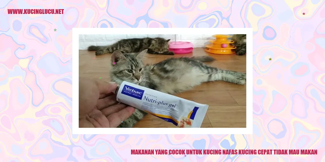 Gambar Kucing yang Sedang Makan