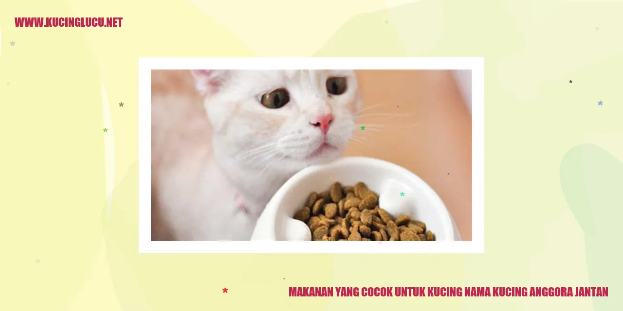 Gambar Kucing Anggora Jantan