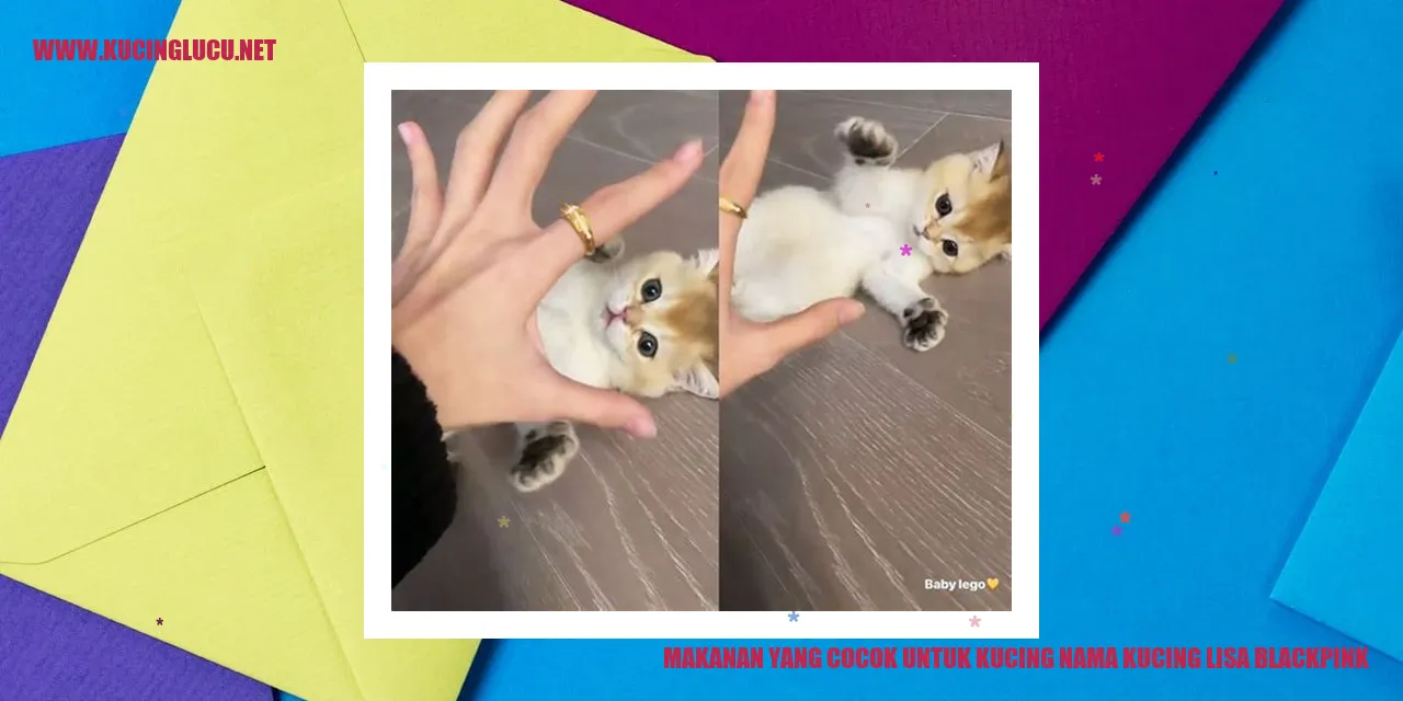 Makanan yang Cocok untuk Kucing