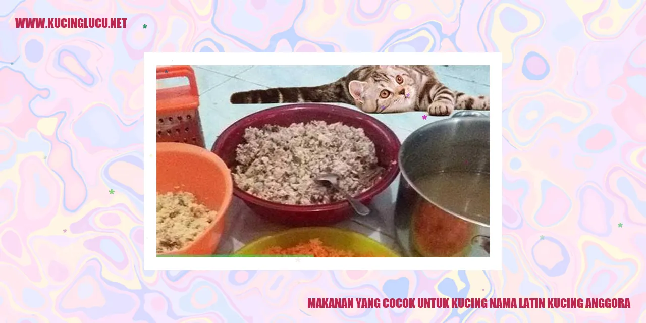 Makanan yang Cocok untuk Kucing Anggora