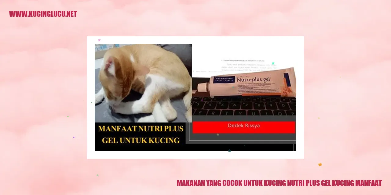 Kucing sedang makan Nutri Plus Gel Kucing