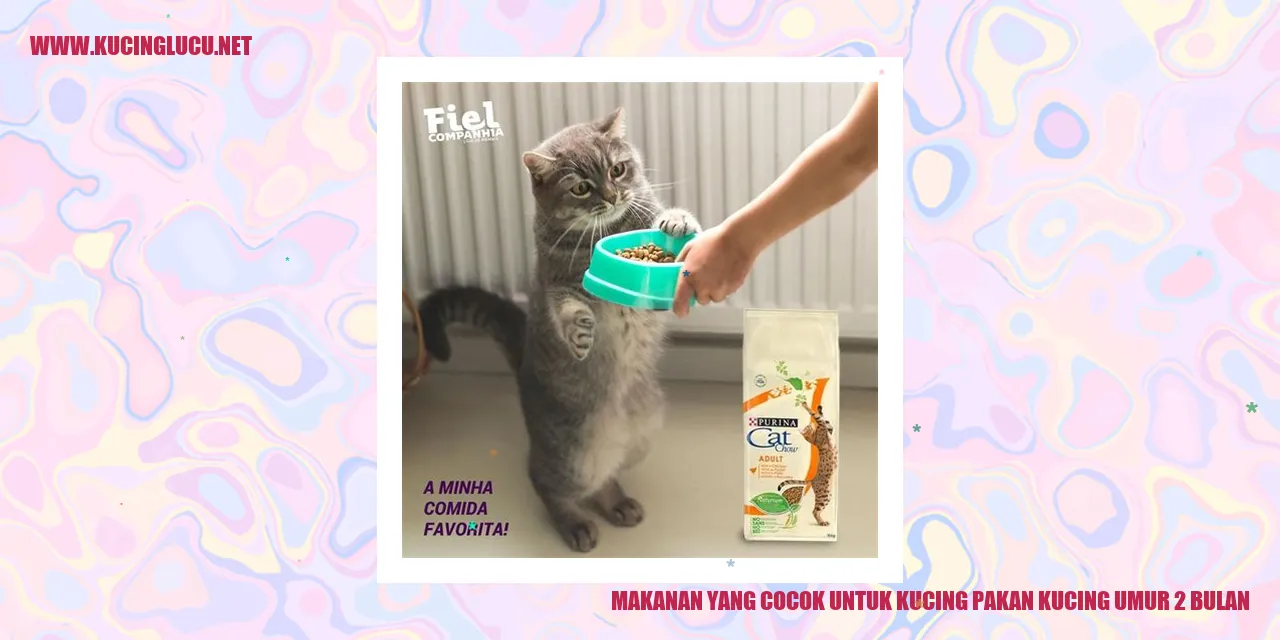 Makanan yang Cocok untuk Kucing