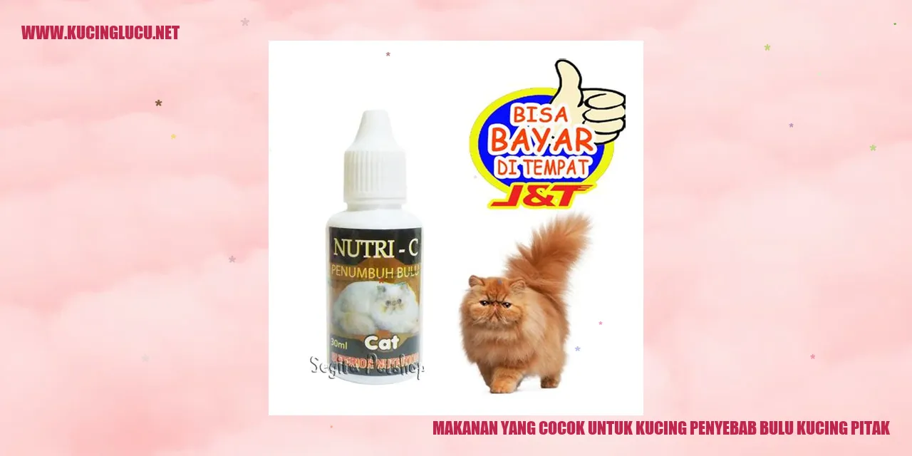 gambar kucing yang sehat