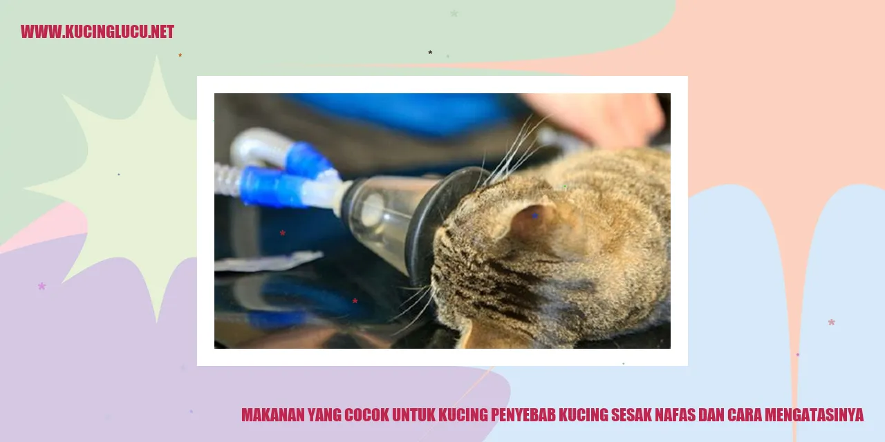 Gambar Kucing Sehat