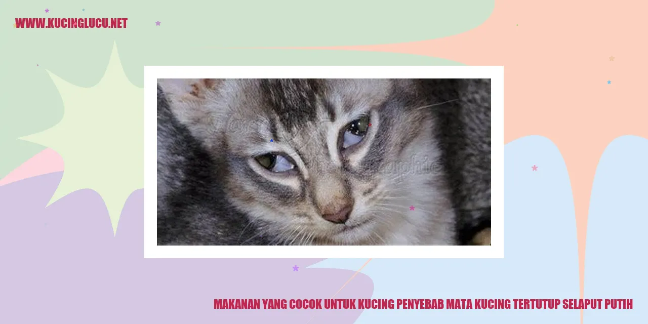 kucing makanan