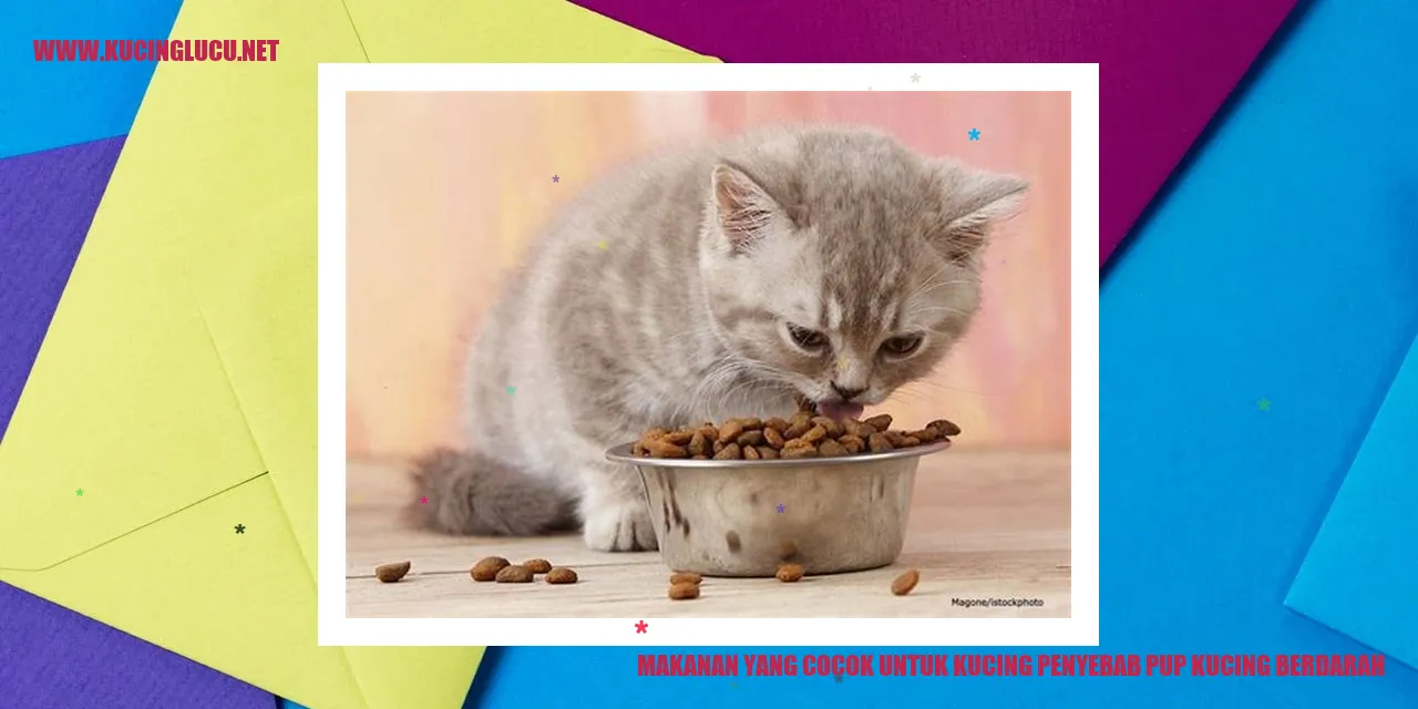 gambar kucing makanan