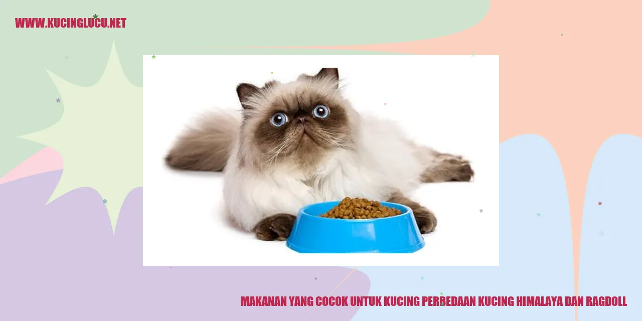 gambar kucing himalaya dan ragdoll